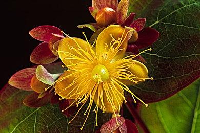 《巫师3》NS版几乎不赚钱 《赛博朋克2077》Switch 2版截图 